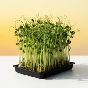 Arugula Microgreen Seed Kit