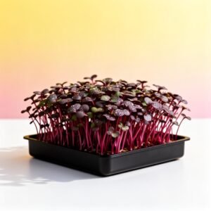 Detroit Dark Red Beet Microgreen Seed Kit