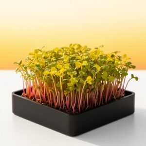Bull's Blood Beet Fresh Cut (2oz Clamshell)